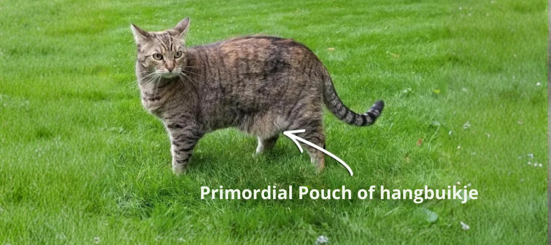 Help, mijn kat heeft een hangbuikje!