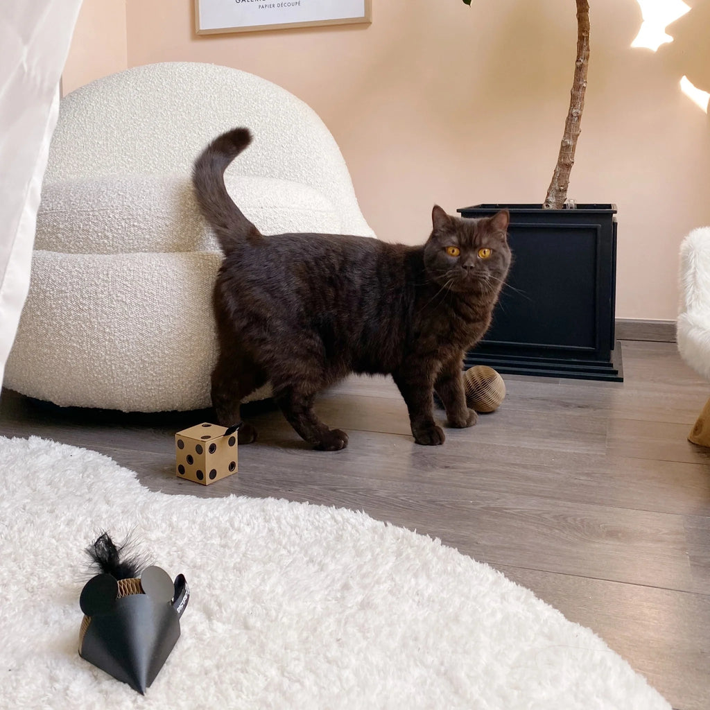 Petlux Running Wheel V2 black