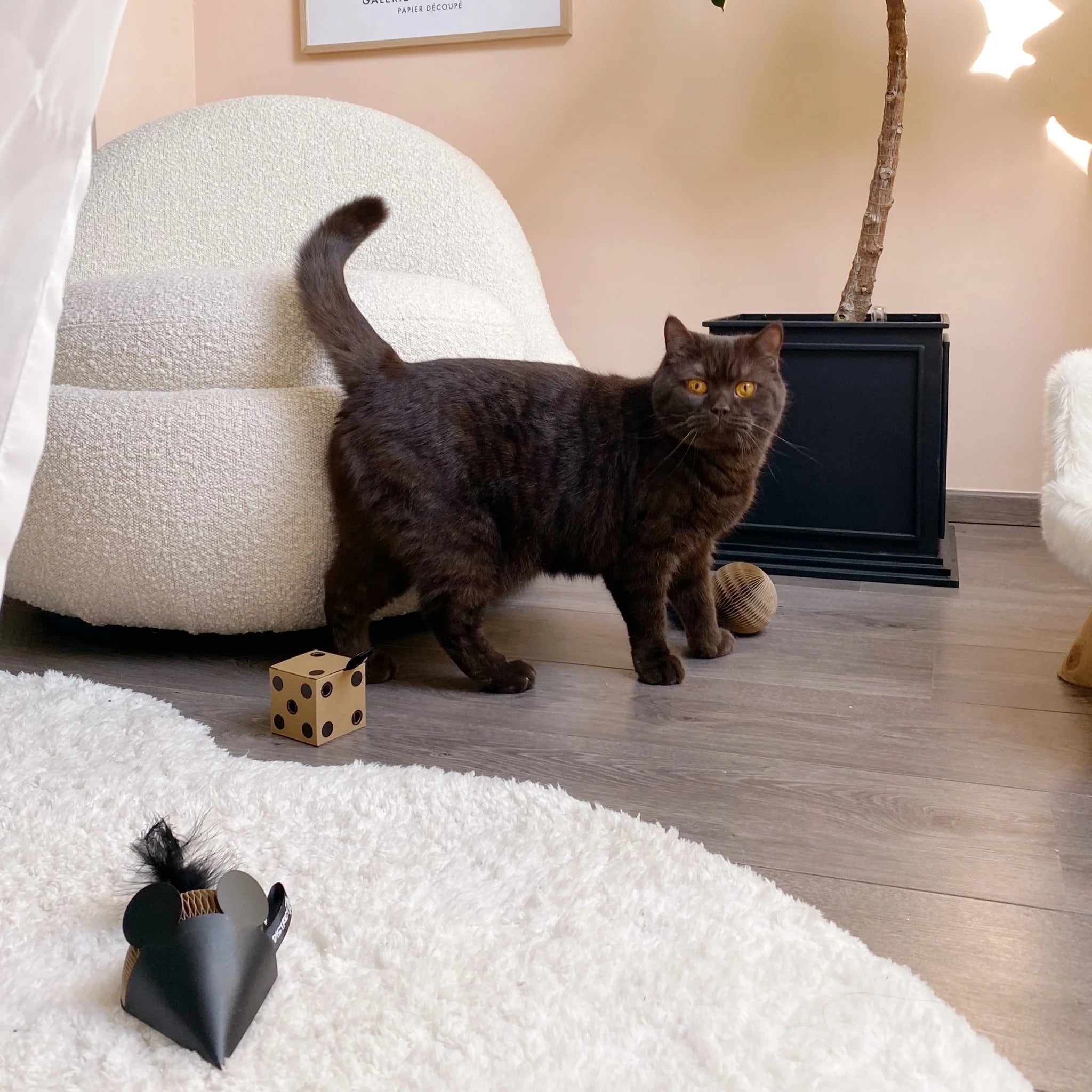 Petlux Running Wheel V2 black